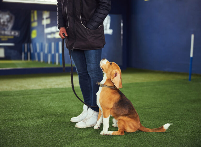 Puppy_prep_stay_school